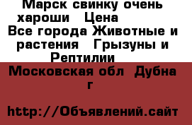 Марск свинку очень хароши › Цена ­ 2 000 - Все города Животные и растения » Грызуны и Рептилии   . Московская обл.,Дубна г.